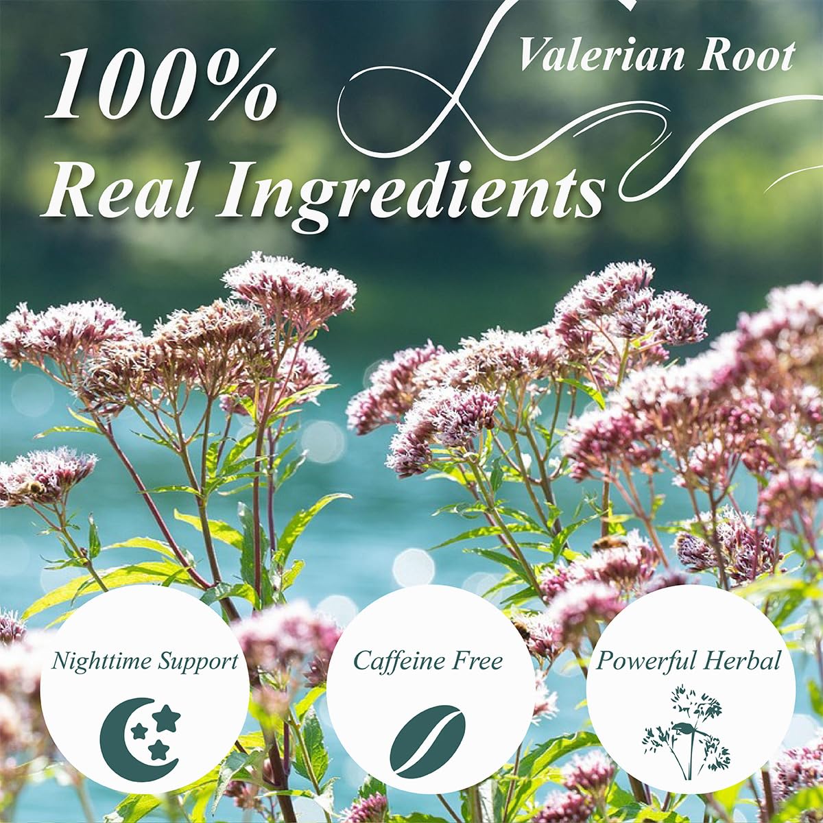 WT Weetee Valerian Root Tea Bags, Made with Pure Valerian Root (Valeriana), 50 Count Earthy/Woody Herbal Tea Bags, Naturally Caffeine-free