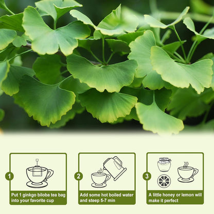 Tearelae - Ginkgo Biloba Tea Bags, 50 Count - 100% Pure Ginkgo Biloba Leaves - Non-GMO - Naturally Caffeine-free Herbal Tea