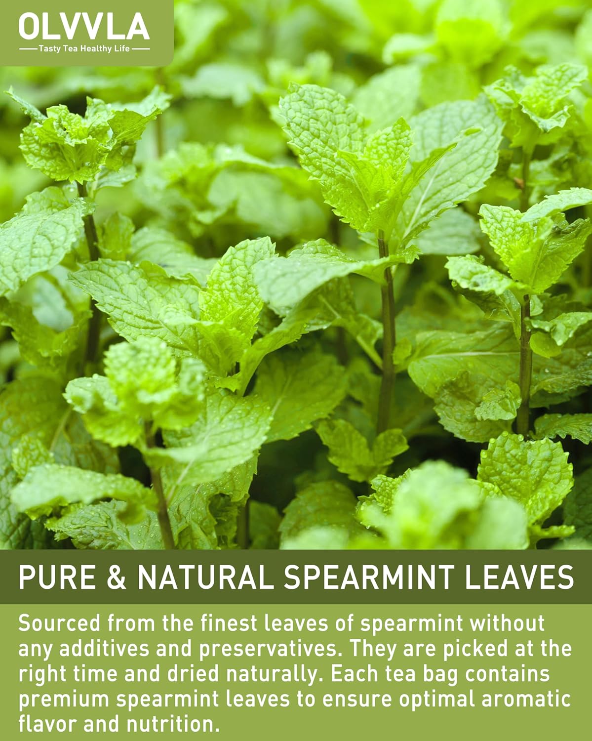 Olvvla - Spearmint Tea Bags - 1.5g X 50 Count - 100% Pure Natural Spearmint Leaves Herbal Tea - Non-GMO - Caffeine-free