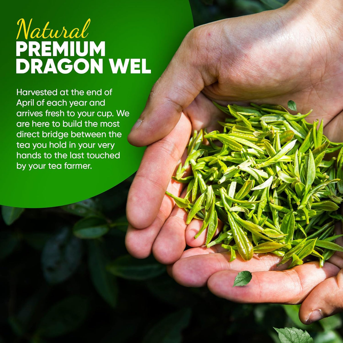 Greenhilltea Dragon Well green tea, a classic Chinese Green tea distinguished by its color, shape and taste- 4 OZ Bag