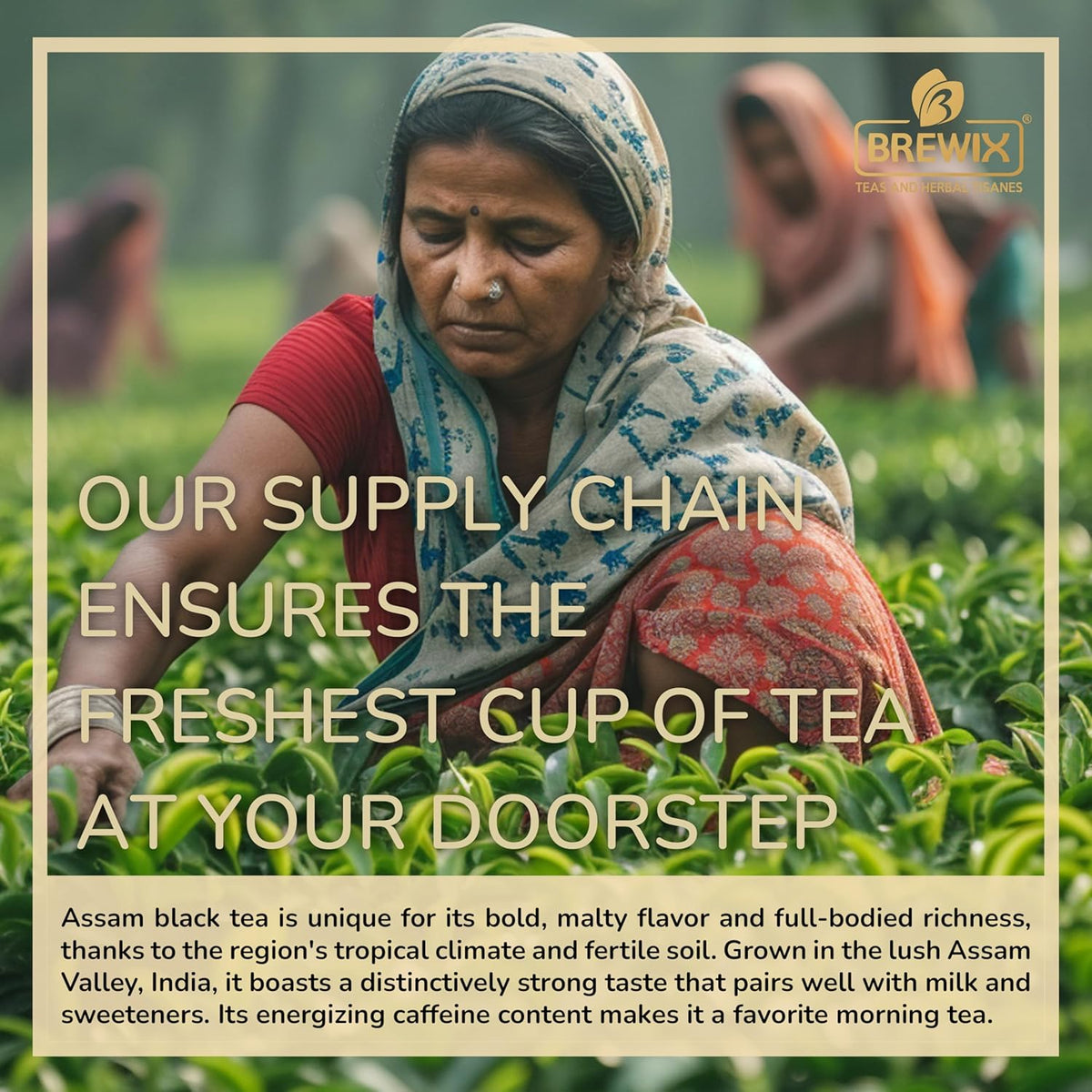 Brewix, Assam Black Tea Leaves (50+ Cups, 3.53oz/100g) High Caffeine Gluten Free, Strong and Malty, Loose Leaf, Resealable Bag